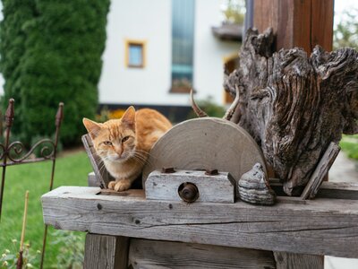 Katze sitzt auf dem Holzzaun | © Urlaub am Bauernhof Oberösterreich / Daniel Gollner Eine Katze sitzt auf dem Holzzaun. | © Urlaub am Bauernhof Oberösterreich / Daniel Gollner