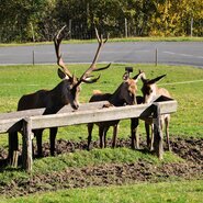 Rotwild | © Urlaub am Bauernhof Oberösterreich / Harald Puchegger