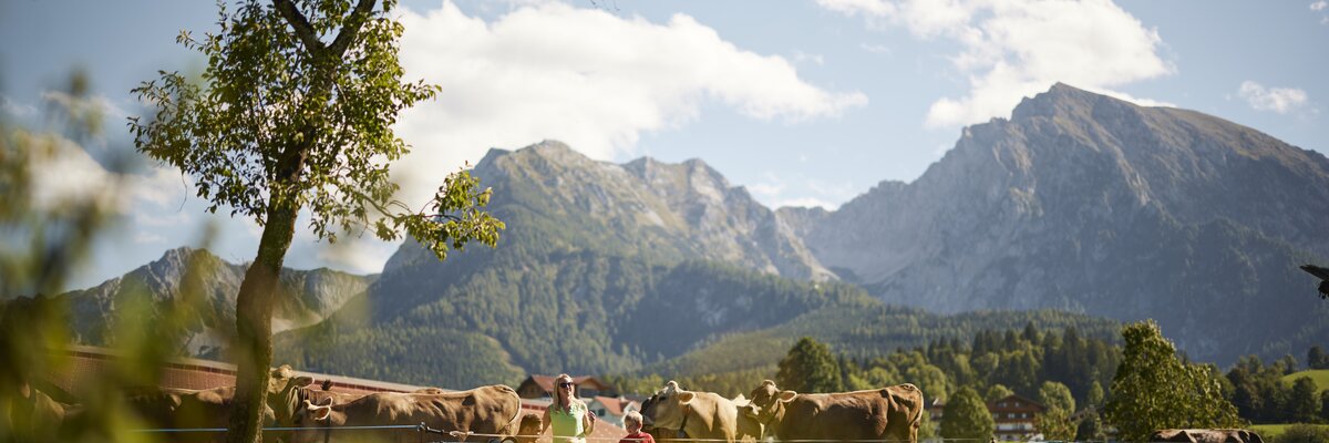 Kühe auf der Weide in der Nationalparkregion Kalkalpen | © Urlaub am Bauernhof Oberösterreich / Alexander Kaiser