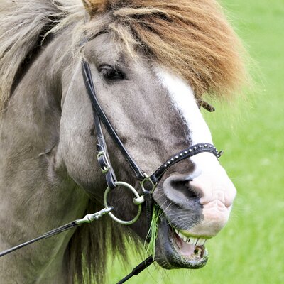 Pferd mit Halfter zeigt die Zähne | © Urlaub am Bauernhof Oberösterreich / Harald Puchegger