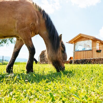 Pferd grast auf der Wiese vor dem Hüttentraum am Hochhubergut in Aschach/Steyr, Nationalparkregion Kalkalpen | © Urlaub am Bauernhof Oberösterreich / Daniel Gollner