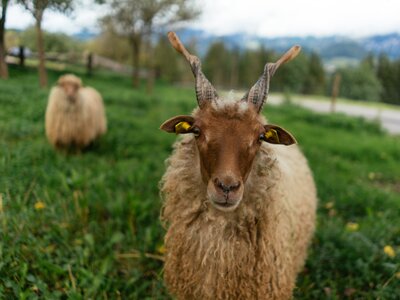 Zackelschaf | © Urlaub am Bauernhof Oberösterreich / Daniel Gollner Zackelschaf | © Urlaub am Bauernhof Oberösterreich / Daniel Gollner