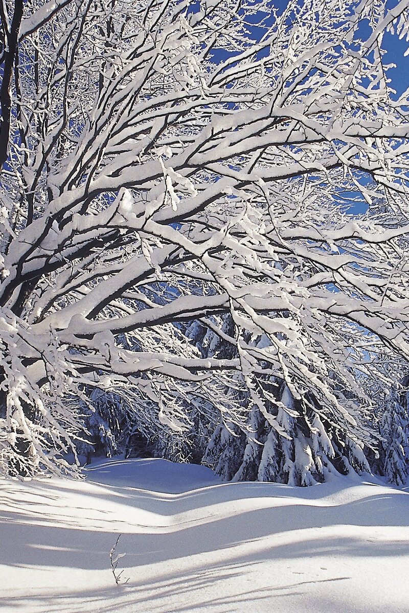 Verschneite Bäume im Böhmerwald, Mühlviertel | © Oberösterreich Tourismus GmbH / Heilinger