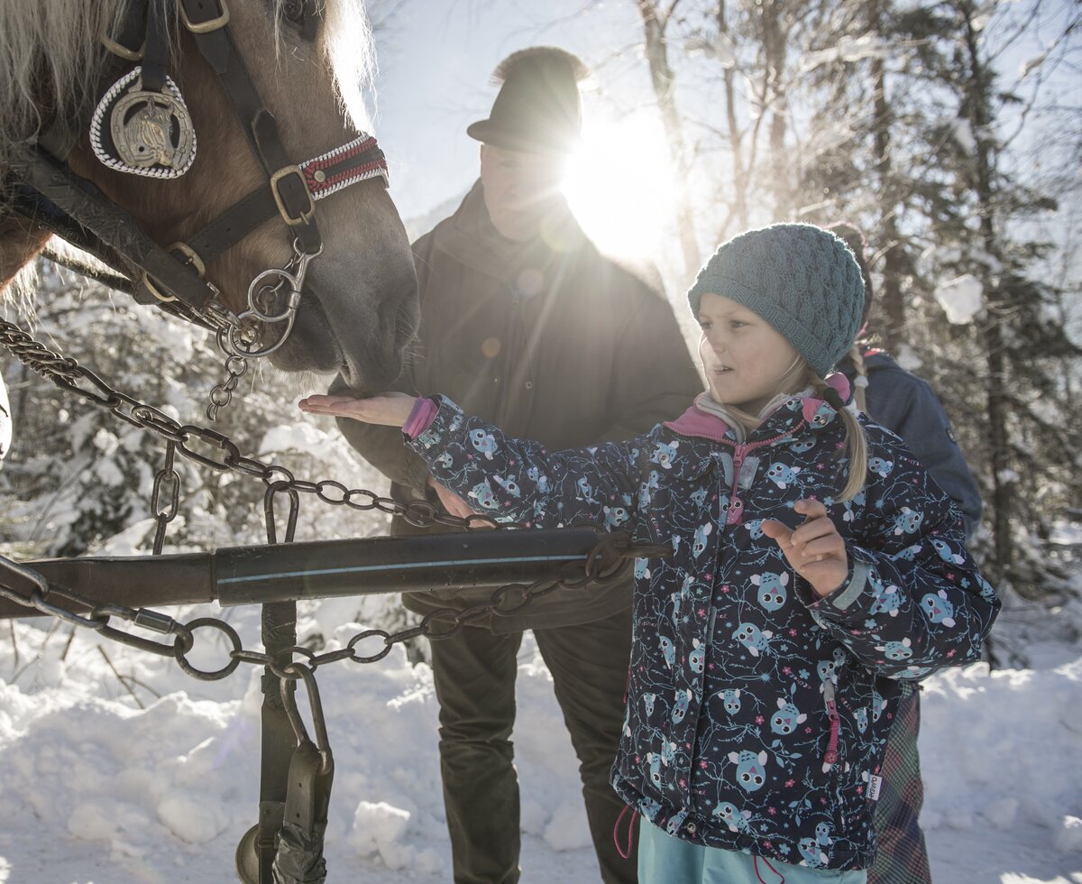 Kind füttert das Pferd einer Pferdekutsche | © Oberösterreich Tourismus GmbH / David Lugmayr
