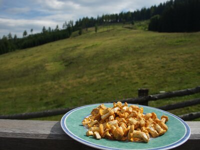 Eierschwammerl | © Urlaub am Bauernhof Österreich / Markus Lackinger Frisch geerntete Eierschwammerl auf der Galgenhütte | © Urlaub am Bauernhof Österreich / Markus Lackinger