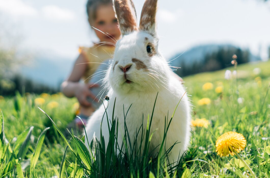 A white rabbit sitting in a lush, grassy field filled with yellow dandelions, with a person's hand visible in the background. | © Urlaub am Bauernhof / Daniel Gollner 