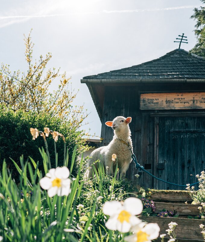 Eine niedliche Lammfigur steht vor einer alten, blumengeschmückten Holzhütte. Die Umgebung ist idyllisch mit Gras, Blumen und einem bewölkten Himmel. | © Urlaub am Bauernhof / Daniel Gollner
