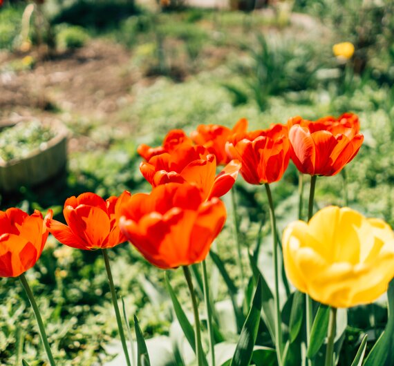 Leuchtende, orangerote Tulpen stehen inmitten grüner Blätter und gelber Blumen in einem üppigen Garten. | © Urlaub am Bauernhof / Daniel Gollner 