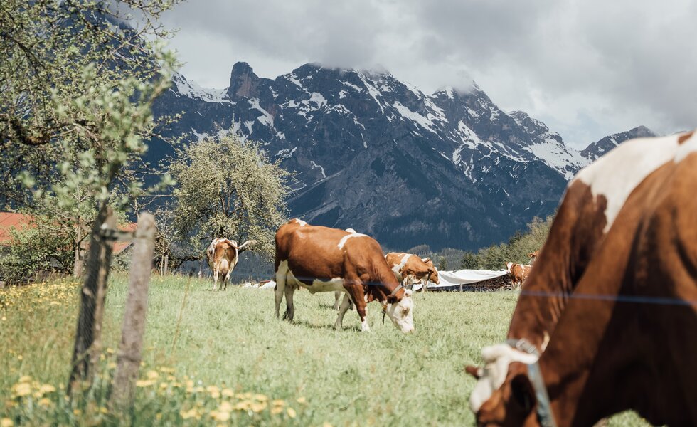 Eine Herde von Kühen weidet auf einer grünen Wiese vor einem imposanten Bergpanorama. Im Vordergrund sind die kräftigen, braunen Körper der Tiere zu sehen, während im Hintergrund die schneebedeckten Gipfel aufragen. | © Urlaub am Bauernhof / Daniel Gollner