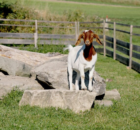 Eine weiße Ziege mit braunen Flecken steht auf einem Felsen inmitten einer Wiese, umgeben von einem Maschendrahtzaun.