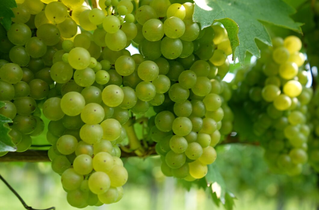 Saftig grüne Weintrauben an den Rebstöcken, umgeben von glänzenden Blättern, eine Fülle an Früchten in einem sonnendurchfluteten Weinberg. | © Urlaub am Bauernhof / Daniel Gollner