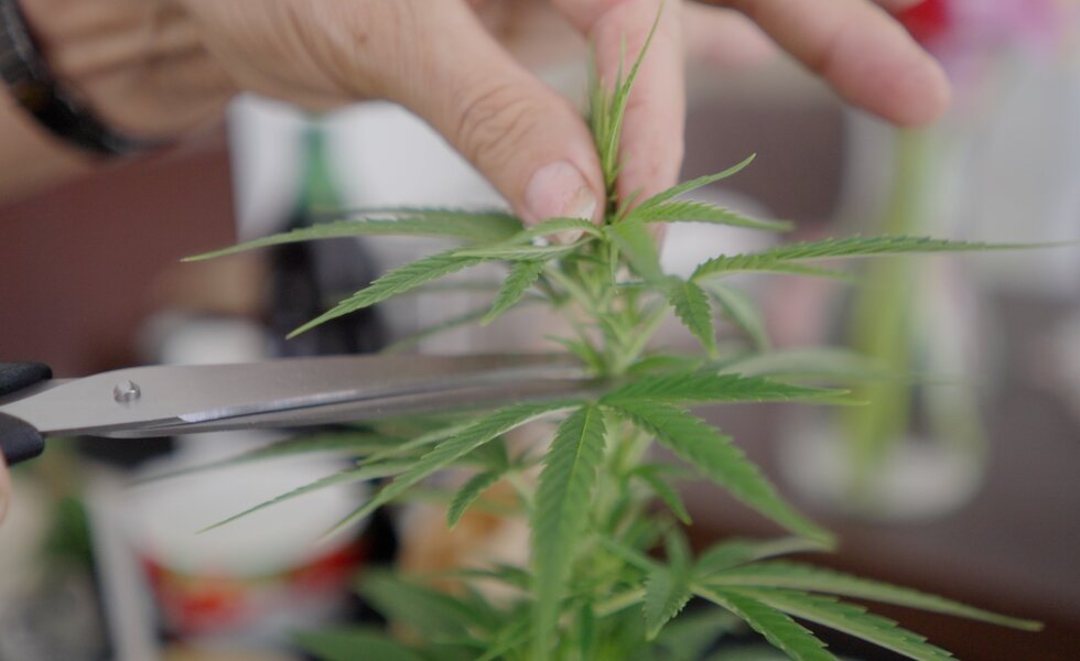Eine Person hält eine Hanfpflanze in Händen und beschneidet sie mit einer Schere sorgfältig. Die grünen Blätter und Stängel der Pflanze nehmen den größten Teil des Bildes ein. | © Urlaub am Bauernhof / Daniel Gollner