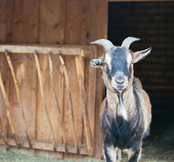 Eine Ziege steht vor einem hölzernen Stall mit geöffneter Tür. Die Ziege hat graues, lockiges Fell und blickt direkt in die Kamera. Das Bild vermittelt den Eindruck eines ländlichen Umfelds.