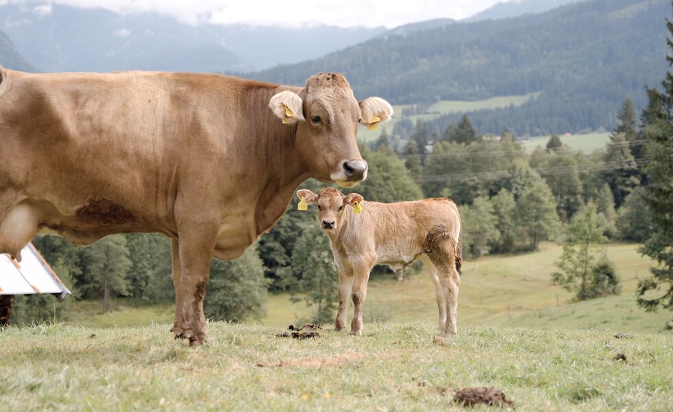 Eine braune Kuh und ihr Kalb grasen auf einer grasbedeckten Wiese vor einem Hintergrund von bewaldeten Bergen. | © Urlaub am Bauernhof Tirol/ Daniel Gollner