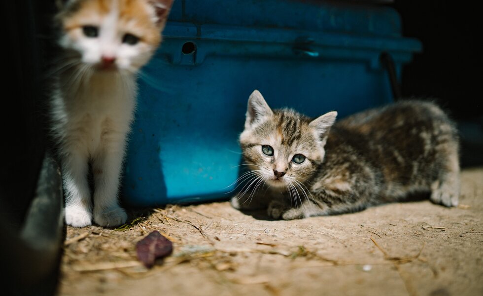 Babykatzen | © Urlaub am Bauernhof / Daniel Gollner