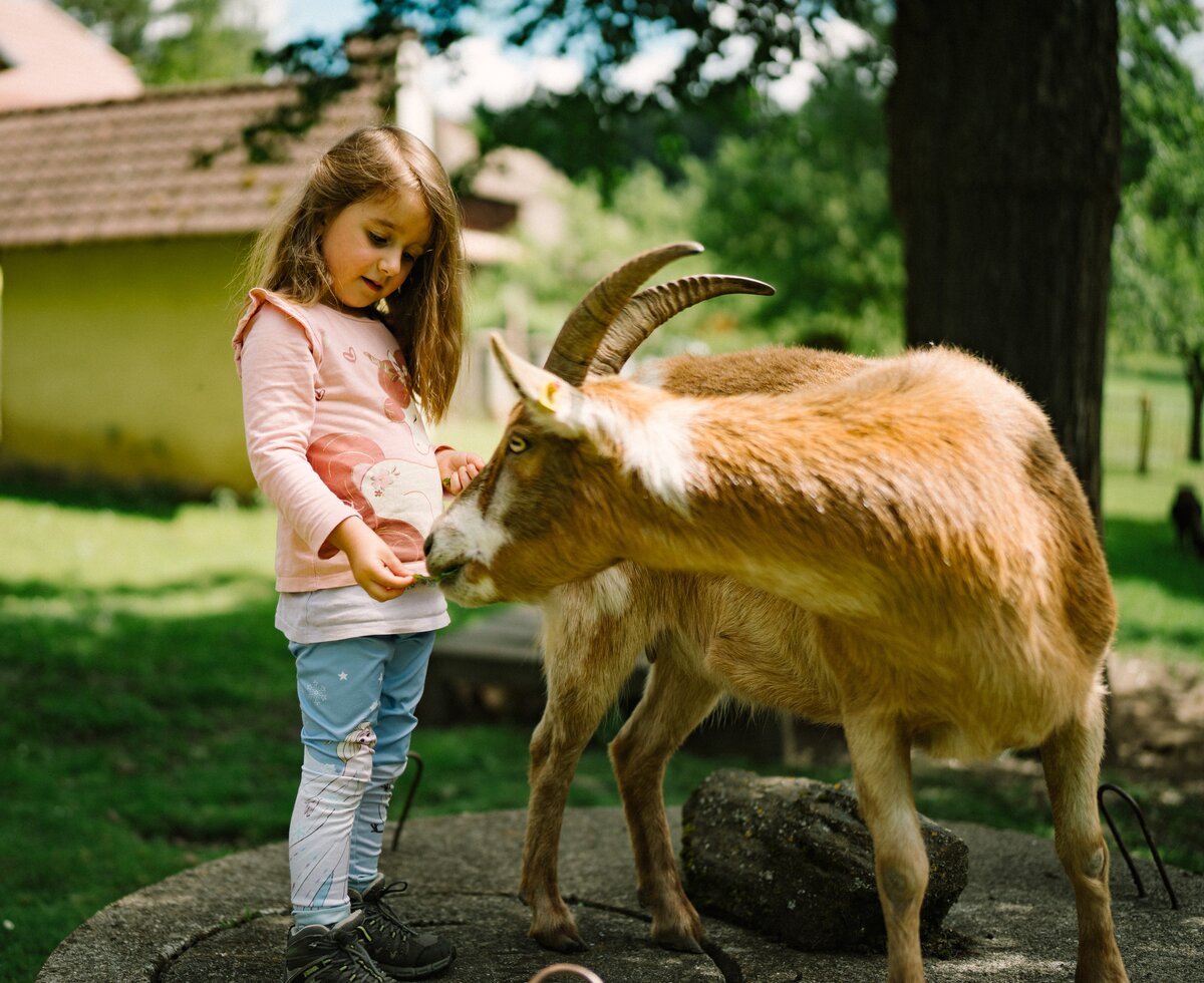 Ein junges Mädchen in rosa Pullover und Jeans steht neben einer braunen Ziege mit langen Hörnern auf einem grasbedeckten Grund mit Bäumen im Hintergrund. | © Urlaub am Bauernhof / Daniel Gollner 