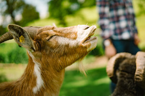 Closeup of a goat with long, brown fur and long, pointed ears standing in a grassy, blurred background. | © Urlaub am Bauernhof / Daniel Gollner 