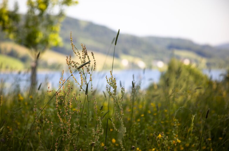 Blick durch das hohe Gras auf den Irrsee | © Urlaub am Bauernhof Österreich / Bernd Suppan