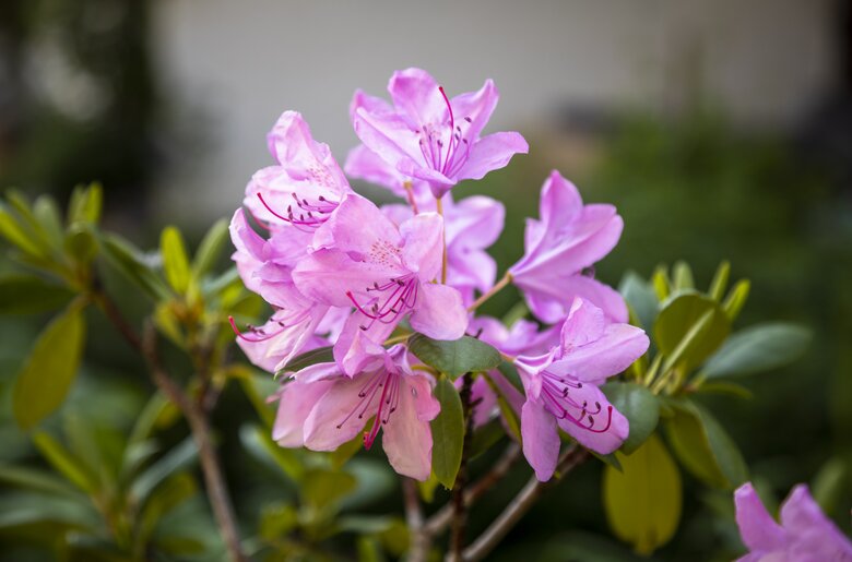 Rhododendron Blüte | © Urlaub am Bauernhof Österreich / Bernd Suppan