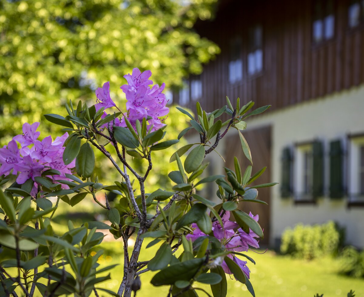 Rhododendron vor dem Hof | © Urlaub am Bauernhof Österreich / Bernd Suppan Rhododendron vor dem Ferienhof Ederbauer | © Urlaub am Bauernhof Österreich / Bernd Suppan