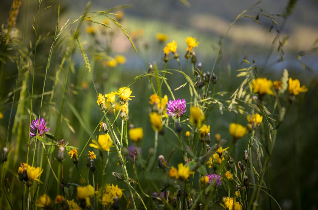 Blumenwiese beim Ferienhof Ederbauer | © Urlaub am Bauernhof Österreich / Bernd Suppan