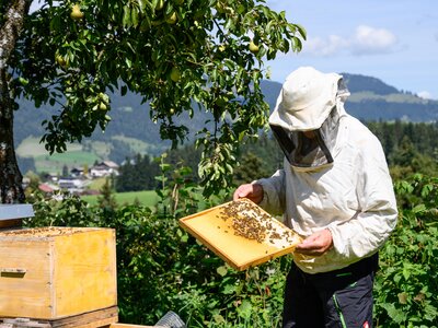 Imker und Wabe | © Urlaub am Bauernhof Ein Imker betrachtet eine Wabe | © Urlaub am Bauernhof
