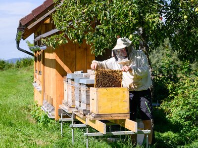 Imker zieht Wabe aus Bienenstock | © Urlaub am Bauernhof Ein Imker zieht eine volle Honigwabe aus einem Bienenstock | © Urlaub am Bauernhof