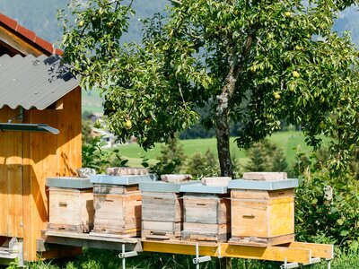 Bienenstöcke im Sommer | © Urlaub am Bauernhof Verschiedene Bienenstöcke im Sommer | © Urlaub am Bauernhof
