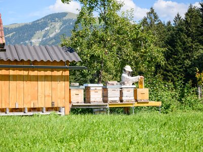 Imker vor Bergkulisse | © Urlaub am Bauernhof Imker vor einer Bergkulisse im Sommer | © Urlaub am Bauernhof