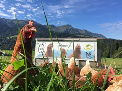 Hühner.Ei am Dornerhof in Vorarlberg | © Urlaub am Bauernhof / Dornerhof Hühner.Ei am Dornerhof in Vorarlberg | © Urlaub am Bauernhof / Dornerhof