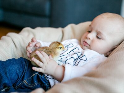 Baby mit Kücken | © Urlaub am Bauernhof Österreich / Sandra Wagner Baby mit Kücken beim Ebenabauer in Waidhofen an der Ybbs | © Urlaub am Bauernhof Österreich / Sandra Wagner