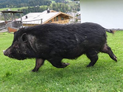 Das Schwein genießt den Auslauf am Bauernhof Mittermoos | © Urlaub am Bauernhof / Gerhard Liebenberger Blogger Gerhard Liebenberger bei den Schweinen am Bauernhof Mittermoos | © Urlaub am Bauernhof / Gerhard Liebenberger