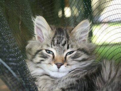Katze liegt im Netz | © aub am Bauernhof Österreich / Gertrude Kerschenbauer Katze liegt im Netz am Hönigshof in der Oststeiermark | © aub am Bauernhof Österreich / Gertrude Kerschenbauer