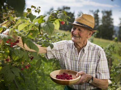 Altbauer beim Himbeeren ernten | © Urlaub am Bauernhof / Oststeiermark Tourismus / Bernhard Bergmann Altbauer bei der Himbeer-Ernte | © Urlaub am Bauernhof / Oststeiermark Tourismus / Bernhard Bergmann