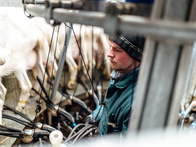 Bauer melkt Ziegen | © Daniel Gollner / Urlaub am Bauernhof Bauer melkt seine Ziegen im Stall | © Daniel Gollner / Urlaub am Bauernhof