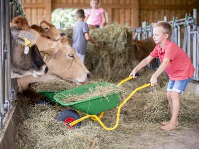 Mithilfe im Stall | © Urlaub am Bauernhof Oberösterreich / Andreas Hofer Bub füttert Kühe mit einer Schreibtruhe voll Heu | © Urlaub am Bauernhof Oberösterreich / Andreas Hofer