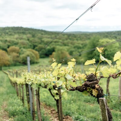 Weinrebe am Traubengarten Winkler | © Urlaub am Bauernhof / Daniel Gollner