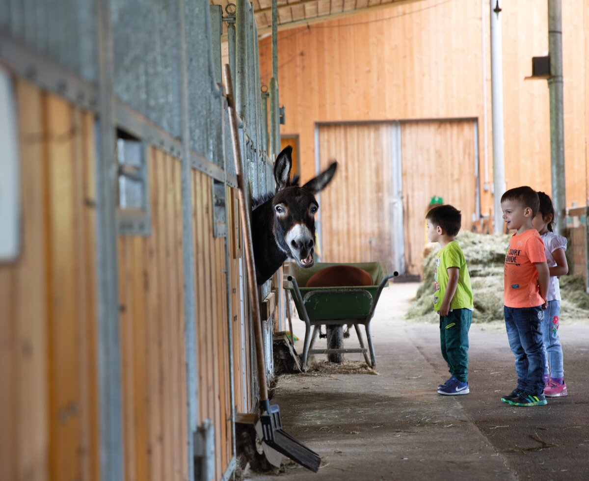 Drei Kinder im Stall beim Esel | © Urlaub am Bauernhof / Punkt und Komma Drei Kinder im Stall beim Esel | © Urlaub am Bauernhof / Punkt und Komma