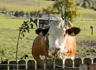 Kuh schaut über Gartenzaun | © Urlaub am Bauernhof / Punkt und Komma Kuh schaut über Gartenzaun | © Urlaub am Bauernhof / Punkt und Komma