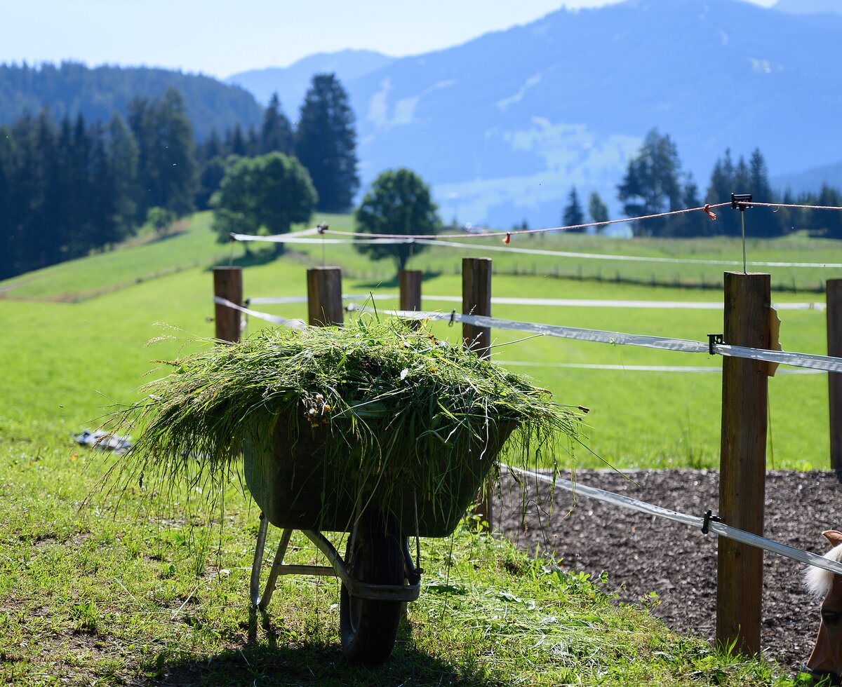 Schubkarre gefüllt mit frischem Gras | © Katja Stadler / Urlaub am Bauernhof Eine mit frischem Gras befüllte Schubkarre steht neben einem Reitplatz | © Katja Stadler / Urlaub am Bauernhof