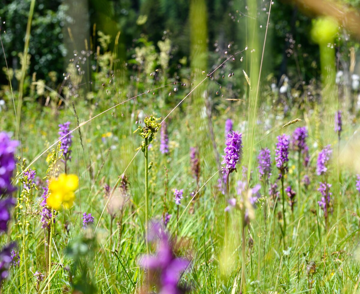 Bunte Blumenwiese mit violetten Lavendelblüten, gelben Blüten und grünen Gräsern, durchzogen von Tau auf Spinnweben. | © Urlaub am Bauernhof / Punkt und Komma