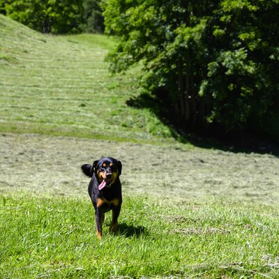 Schwarzer Hund mit roter Zunge läuft auf grüner Wiese zwischen dichten Bäumen. | © Urlaub am Bauernhof / Punkt und Komma