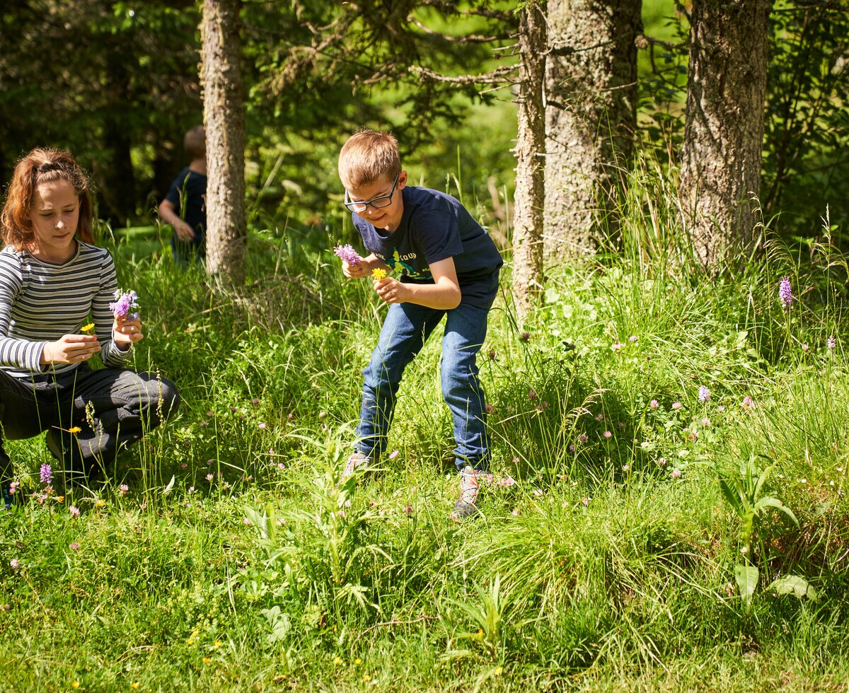 Kinder pflücken Blumen | © Urlaub am Bauernhof / Punkt und Komma Kinder pflücken Blumen im Wald | © Urlaub am Bauernhof / Punkt und Komma