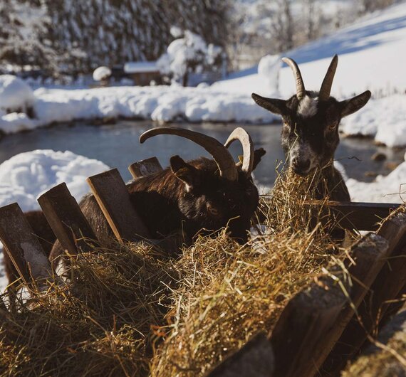 Zwei Ziegen auf einem Heuhaufen in winterlicher Berglandschaft. Die Ziegen schauen in die Kamera, im Hintergrund sind verschneite Bäume und ein kleines Gewässer zu sehen. | © Urlaub am Bauernhof / Pascal Baronit