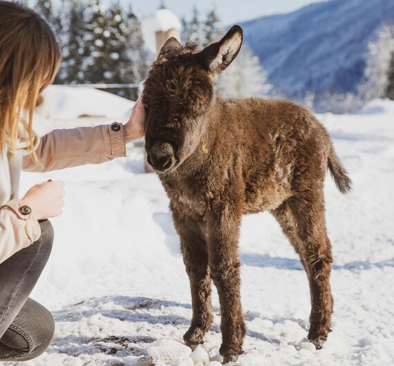 Eine Frau in einem beigen Mantel streichelt ein junges Eselchen im verschneiten Bergland. Die Szene vermittelt eine friedliche Begegnung zwischen Mensch und Tier in einer winterlichen Naturlandschaft. | © Urlaub am Bauernhof / Pascal Baronit