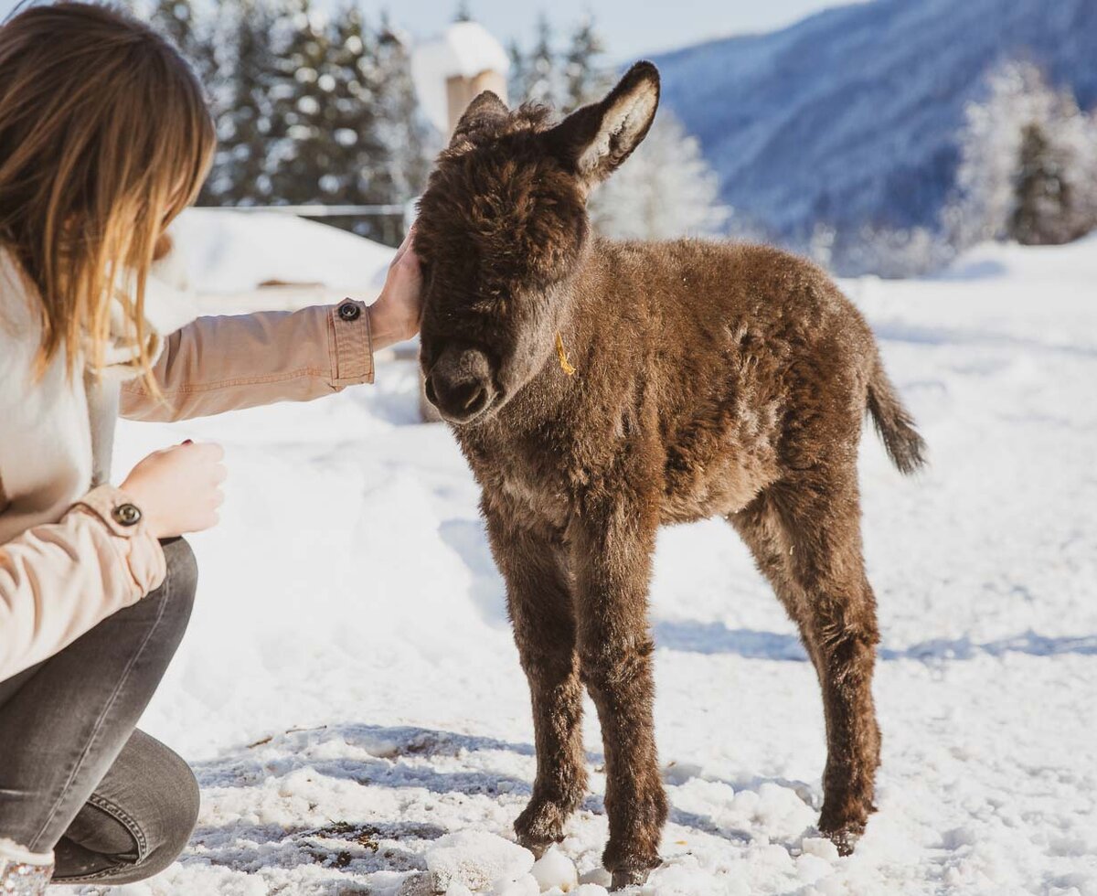 Frau streichelt Babyesel | © Urlaub am Bauernhof / Pascal Baronit Frau streichelt kleinen Esel im Winter | © Urlaub am Bauernhof / Pascal Baronit