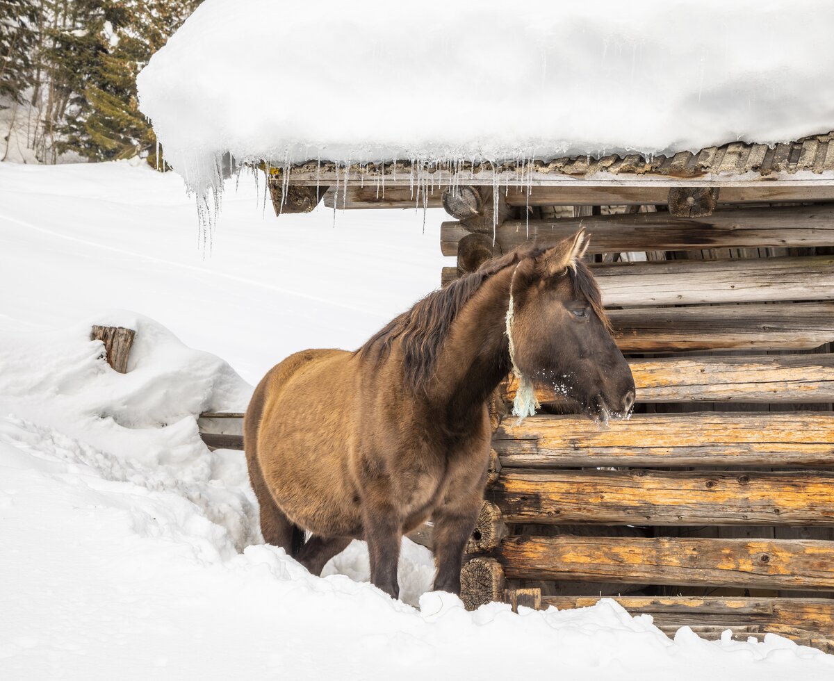 Pferd vor einem eingeschneiten Heustadel | © Urlaub am Bauernhof / Bernd Suppan