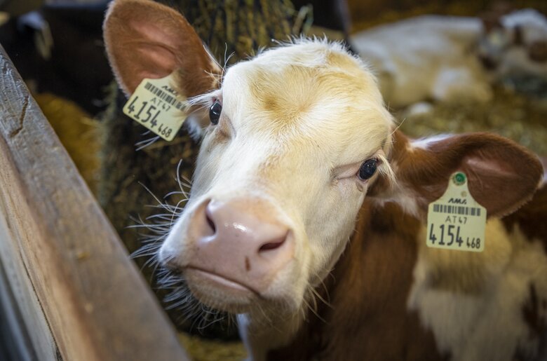 ein Kalb im Stall | © Urlaub am Bauernhof / Bernd Suppan 