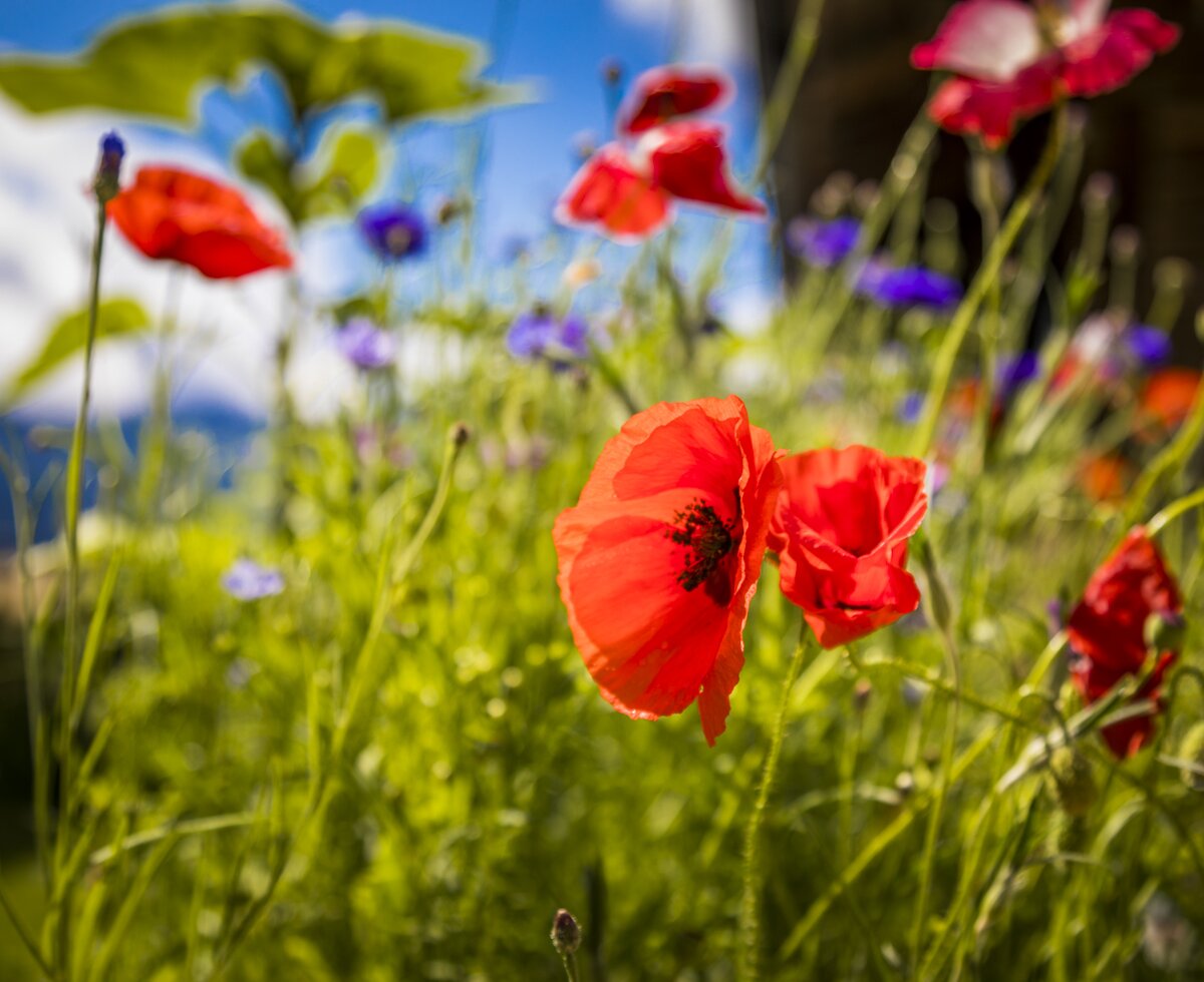 Blume am Brandgut in Mühlbach, SalzburgerLand | © Urlaub am Bauernhof im SalzburgerLand / Bernd Suppan