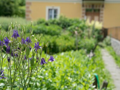 Kräutergarten am Örglwirt's Gut in Mariapfarr | © Urlaub am Bauernhof im SalzburgerLand / Matthias Gruber Kräutergarten am Örglwirt's Gut in Mariapfarr | © Urlaub am Bauernhof im SalzburgerLand / Matthias Gruber